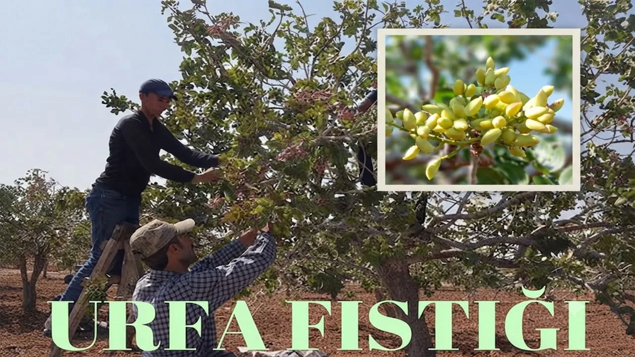 Urfa Fıstığında Hasat Heyecanı